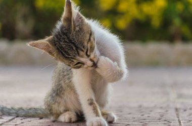 Doğada, koşma, atlama ve oynamaya bahçedeki güzel yavru kedi.