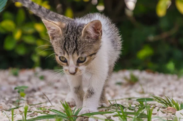 Mooie Kittens Natuur Tuin Lopen Springen Spelen — Stockfoto