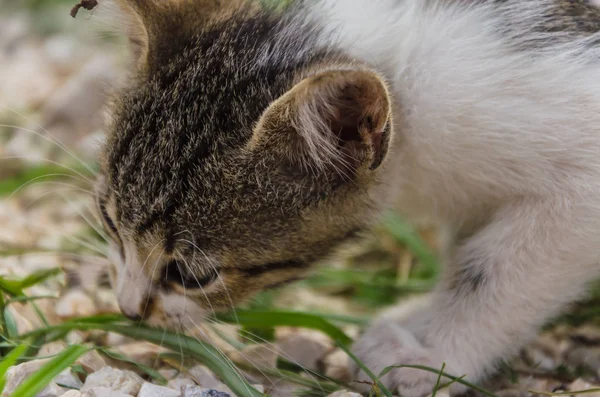 Doğada Koşma Atlama Oynamaya Bahçedeki Güzel Yavru Kedi — Stok fotoğraf