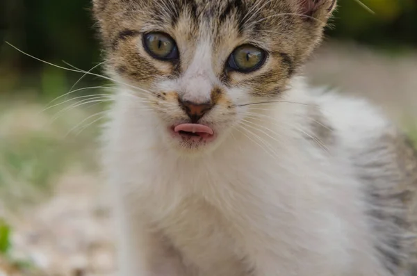 Mooie Kittens Natuur Tuin Lopen Springen Spelen — Stockfoto