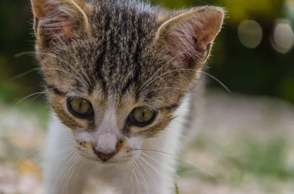 Mooie Kittens Natuur Tuin Lopen Springen Spelen — Stockfoto