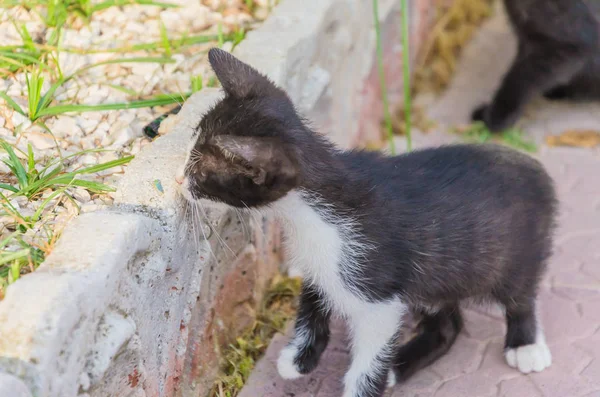 Mooie Kittens Natuur Tuin Lopen Springen Spelen — Stockfoto