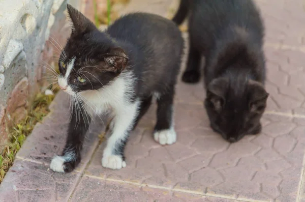Doğada, koşma, atlama ve oynamaya bahçedeki güzel yavru kedi.