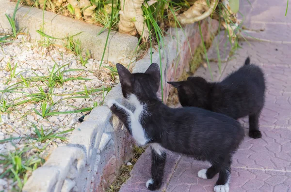 Doğada, koşma, atlama ve oynamaya bahçedeki güzel yavru kedi.