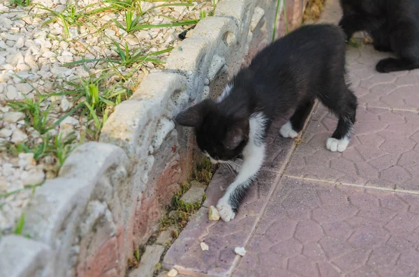 Doğada, koşma, atlama ve oynamaya bahçedeki güzel yavru kedi.