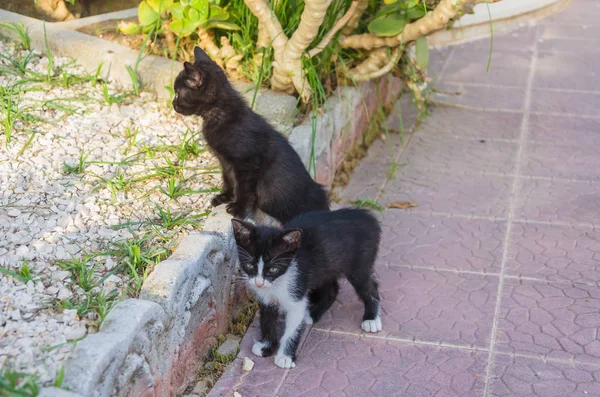 Doğada, koşma, atlama ve oynamaya bahçedeki güzel yavru kedi.