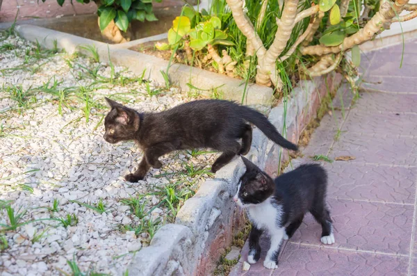 Doğada, koşma, atlama ve oynamaya bahçedeki güzel yavru kedi.