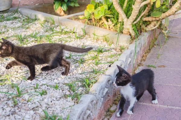 Doğada, koşma, atlama ve oynamaya bahçedeki güzel yavru kedi.