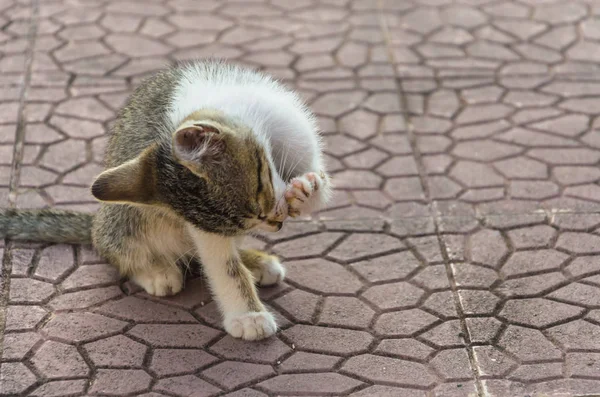 Doğada, koşma, atlama ve oynamaya bahçedeki güzel yavru kedi.