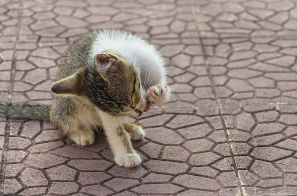 Doğada, koşma, atlama ve oynamaya bahçedeki güzel yavru kedi.