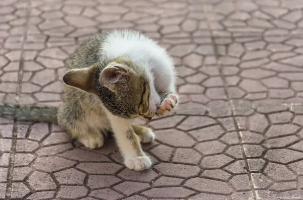 Doğada, koşma, atlama ve oynamaya bahçedeki güzel yavru kedi.