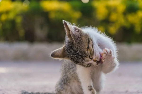 Mooie Kittens Natuur Tuin Lopen Springen Spelen — Stockfoto