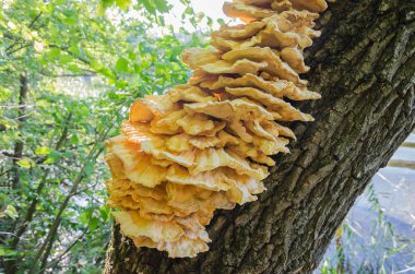 Çok güzel sarı mantar düşmüş bir eski ağaç üzerinde