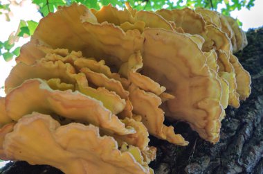 Çok güzel sarı mantar düşmüş bir eski ağaç üzerinde