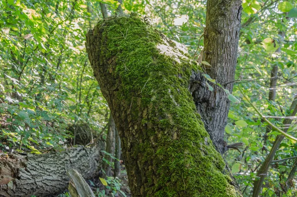 Bela Natureza Selvagem Com Árvore Velha Caída Musgo Verde — Fotografia de Stock