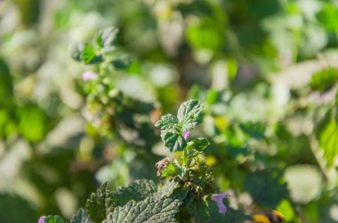 Kır çiçekleri üzerinde arı ile arka plan bulanık.