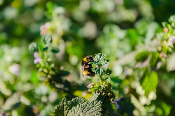 Fondo Borroso Con Abeja Sobre Flores Silvestres —  Fotos de Stock