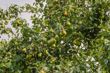 Güneş ışınları altında büyük bir ağaç üzerinde güzel olgun armut.