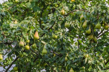 Güneş ışınları altında büyük bir ağaç üzerinde güzel olgun armut.