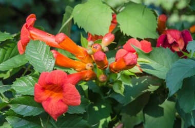 Trompet Vine Kampüsü Radyasyonları Park, Kırım 'da
