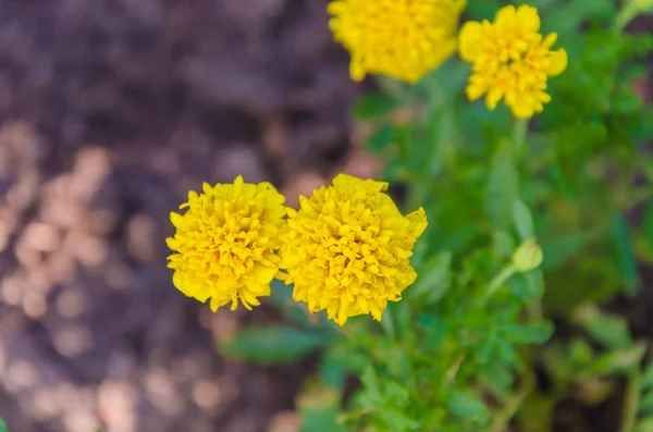 Meravigliosa Varietà Fiori Uno Sfondo Sfocato — Foto Stock