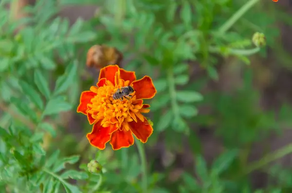 Meravigliosa Varietà Fiori Uno Sfondo Sfocato — Foto Stock