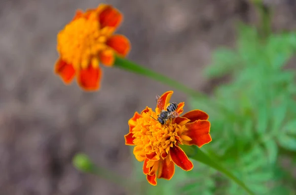 Meravigliosa Varietà Fiori Uno Sfondo Sfocato — Foto Stock