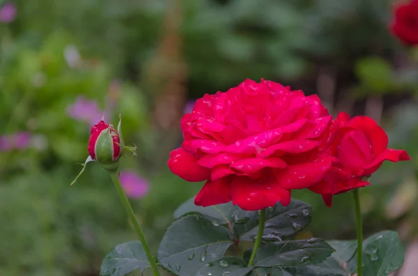 Hermosos Capullos Rosas Jardín Bajo Los Rayos Del Sol —  Fotos de Stock