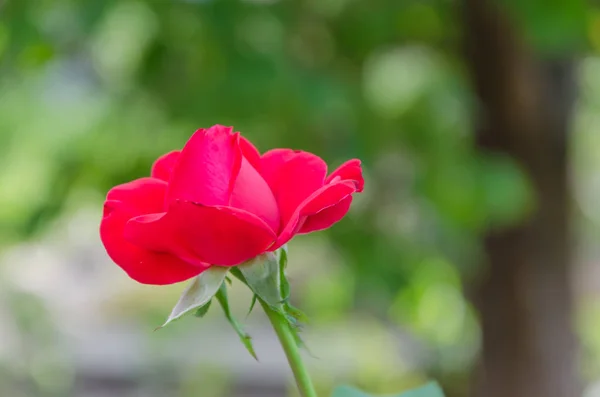 Güzel gül tomurcukları güneş ışınları altında benim bahçede