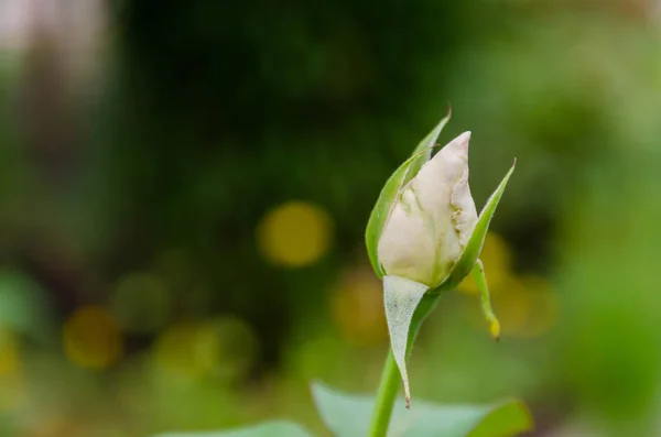 Güzel gül tomurcukları güneş ışınları altında benim bahçede