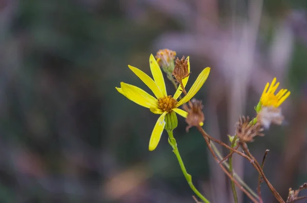 Beau Fond Flou Avec Des Couleurs Magnifiques — Photo