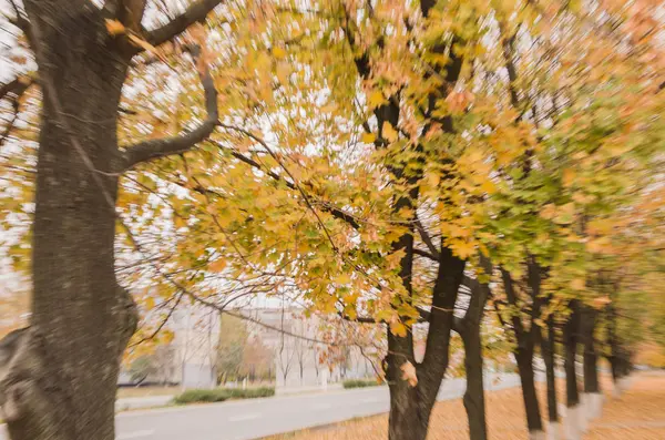 Жовте Осіннє Дерево Красивим Ефектом Наближення Відстані — стокове фото