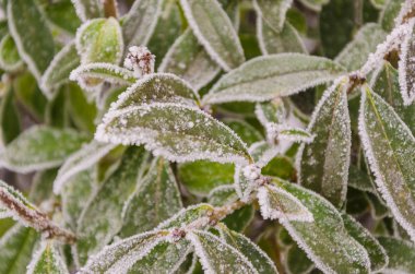 Yaprakları ve çalıların siyah meyveleri ile dallarını kar.