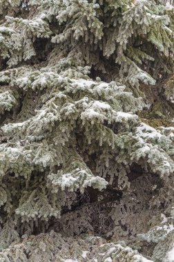 Kış, yeni yıl, güzel arka plan. Bir Noel ağacı karda büyüleyici yeşil dalları.