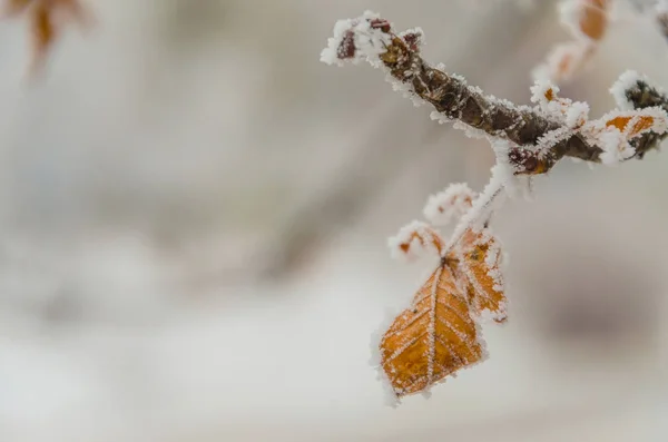 Снег Листьях Ветвях Кустов Черными Ягодами — стоковое фото