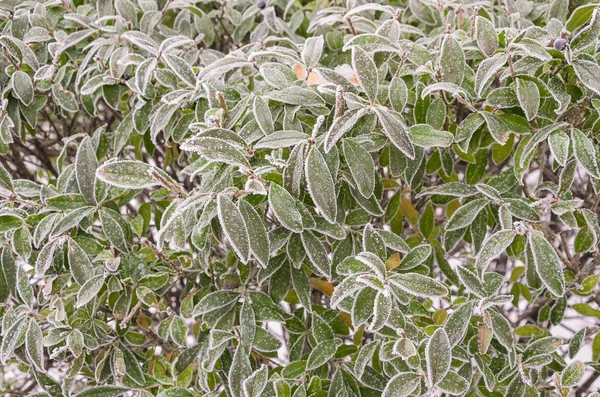 雪の葉と黒いベリーの茂みの枝に — ストック写真