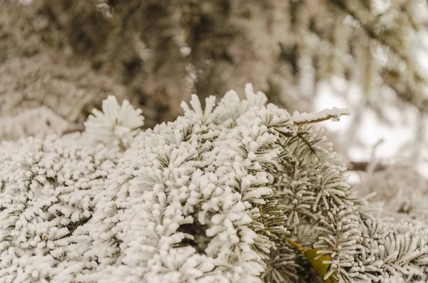 Kış, yeni yıl, güzel arka plan. Bir Noel ağacı karda büyüleyici yeşil dalları.