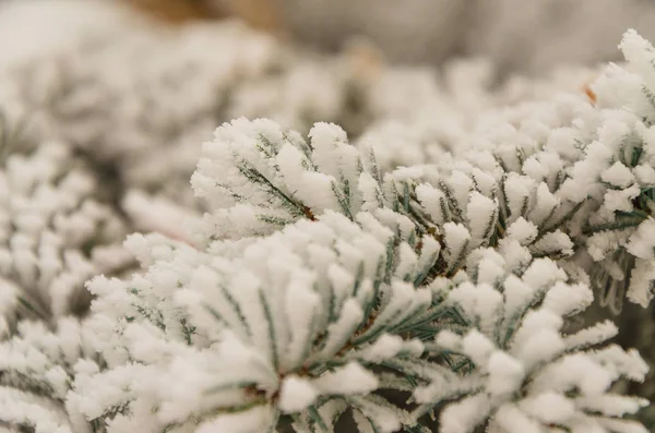 Kış, yeni yıl, güzel arka plan. Bir Noel ağacı karda büyüleyici yeşil dalları.
