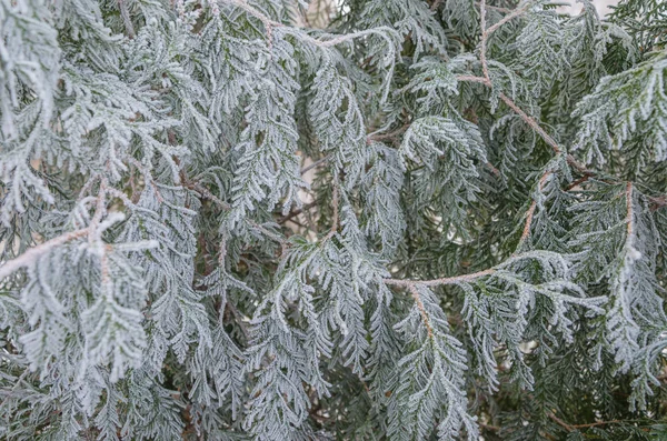 Kış, yeni yıl, güzel arka plan. Bir Noel ağacı karda büyüleyici yeşil dalları.