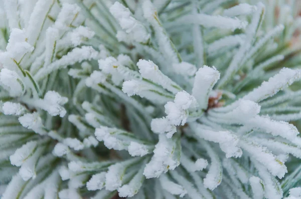 Kış, yeni yıl, güzel arka plan. Bir Noel ağacı karda büyüleyici yeşil dalları.