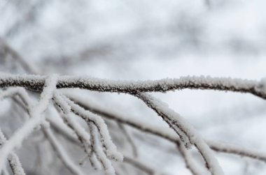 Arka plan bulanık ile kar altında meyve ağaçlarının dalları.