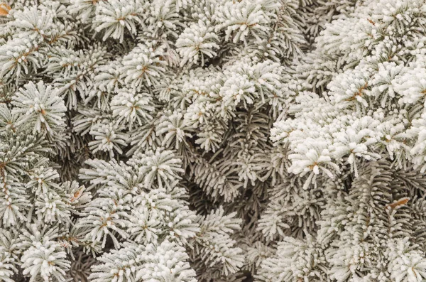 Noel ağacı dalları kar ve arka plan bulanık.