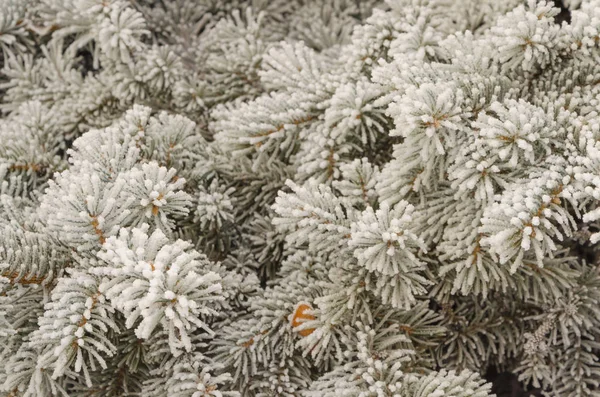 背景をぼかし 雪の中のクリスマス ツリーの枝 — ストック写真