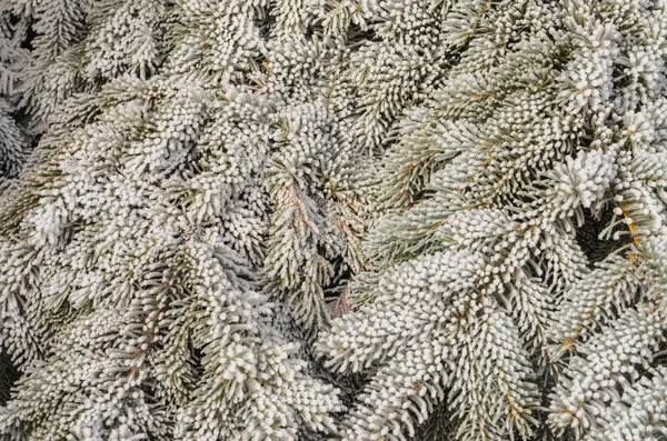 Noel ağacı dalları kar ve arka plan bulanık.