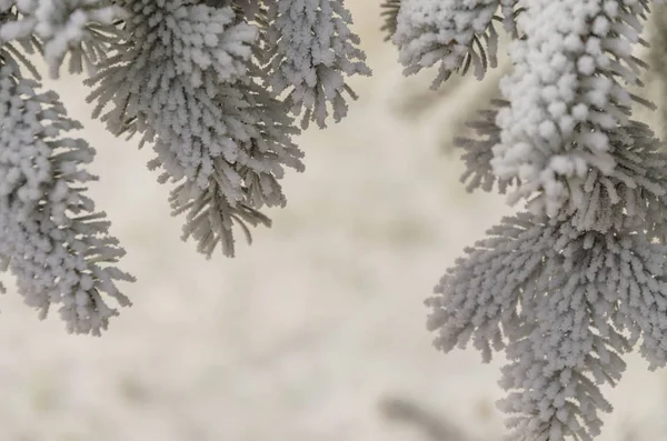 背景をぼかし 雪の中のクリスマス ツリーの枝 — ストック写真
