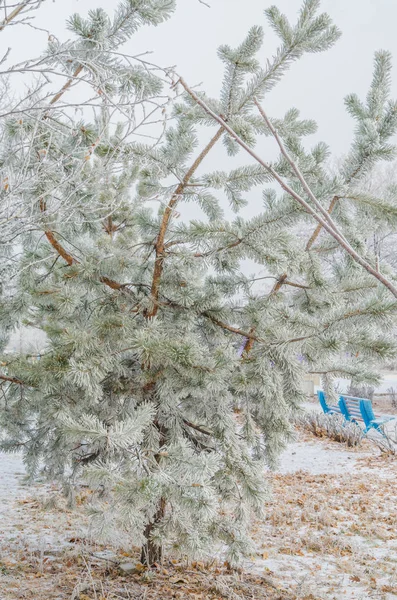 Bu karla kaplı Noel ağacı parlak koyu mavi tonlarını karla kaplı sahneyi karşı çıkmaktadır.