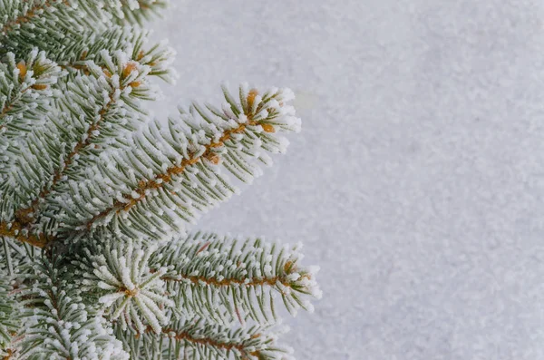 Green Branches Christmas Tree Snowy Background — Stock Photo, Image