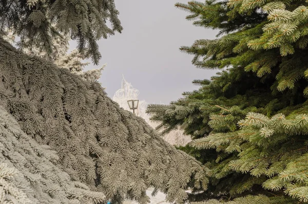 İki güzel ağaçlar bir kar, diğer değil altında.