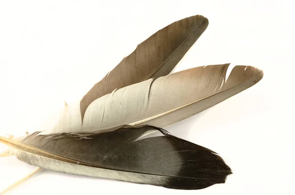 Beyaz Bir Arka Plan Üzerinde Havada Yüzen Güzel Güvercin Tüyü — Stok fotoğraf