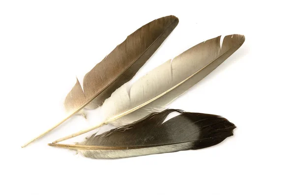 Beyaz bir arka plan üzerinde havada yüzen güzel güvercin tüyü.